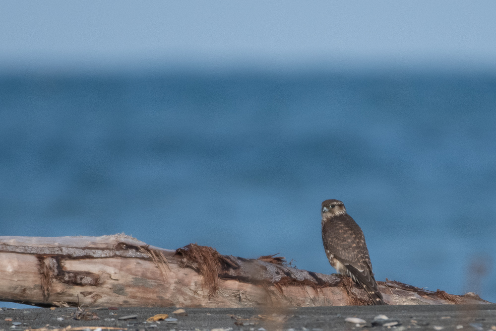 Merlin