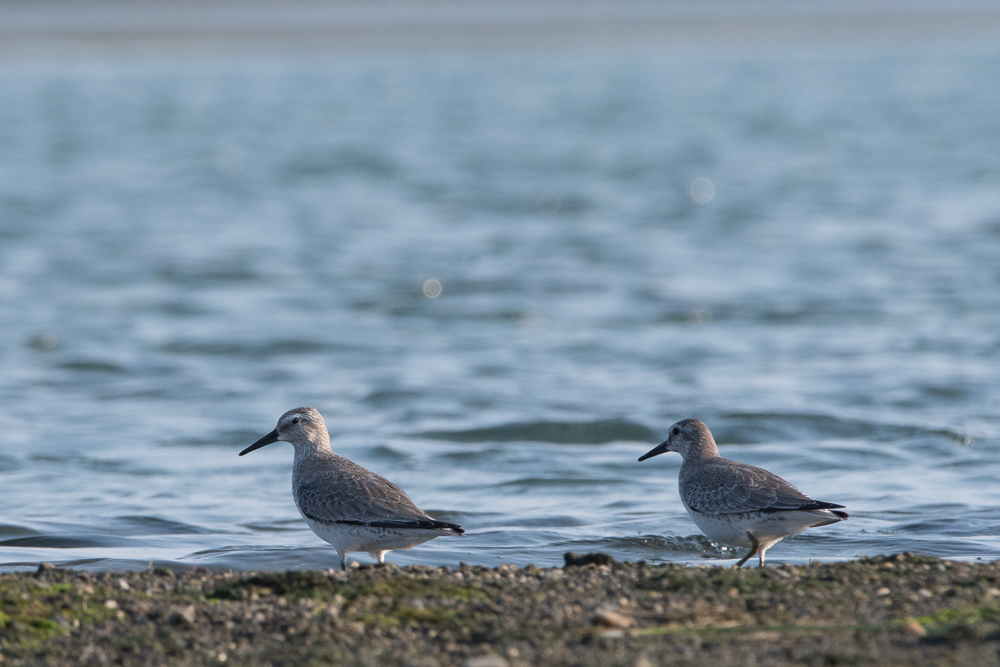 Red Knot