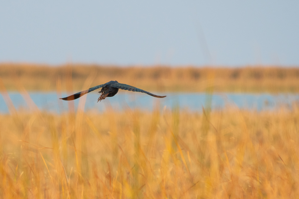 Grey-headed Swamphen