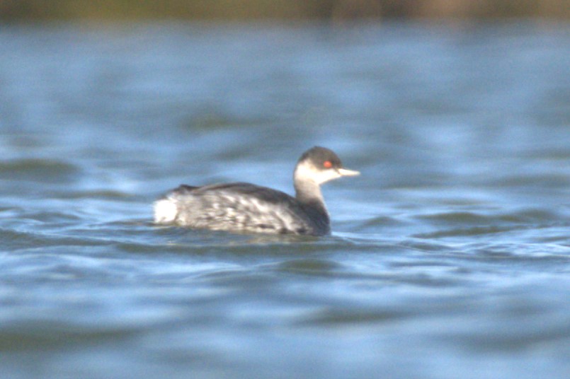 Black-necked Grebe