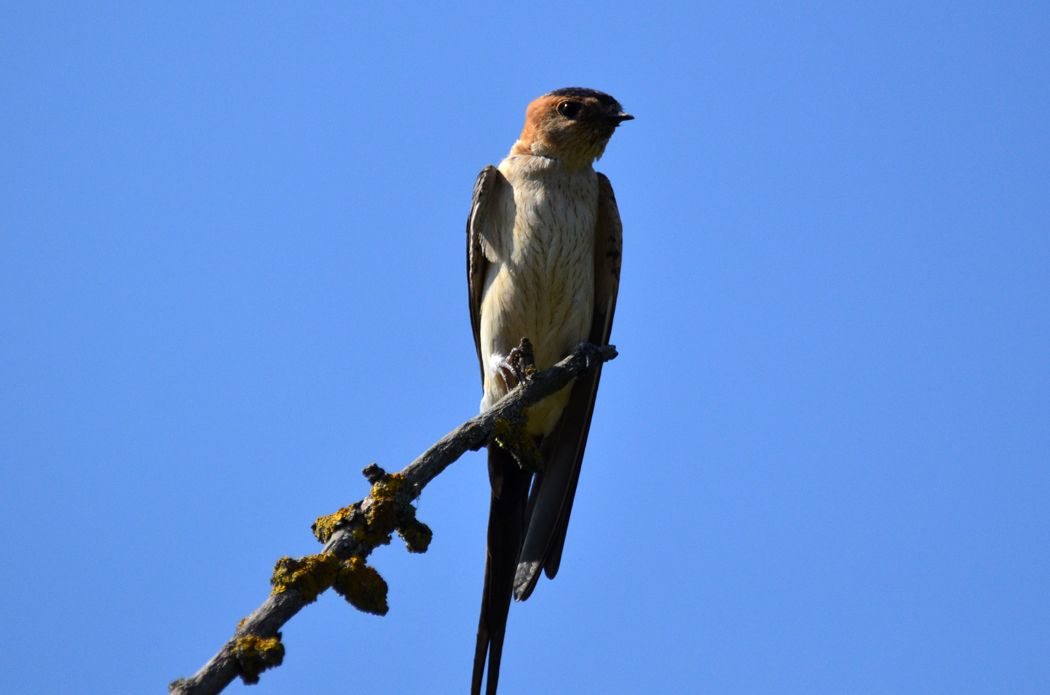 Red-rumped Swallow