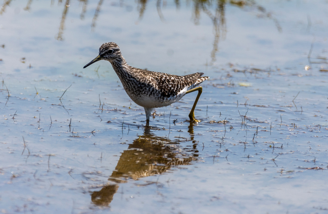 Wood Sandpiper