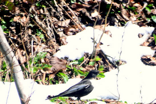 Ring Ouzel