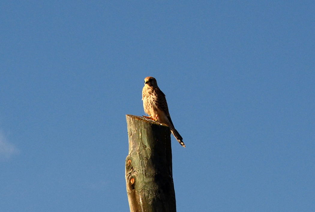Common Kestrel