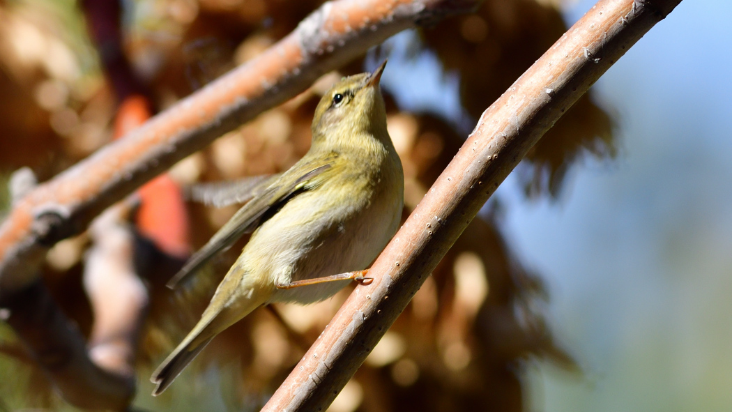 Willow Warbler