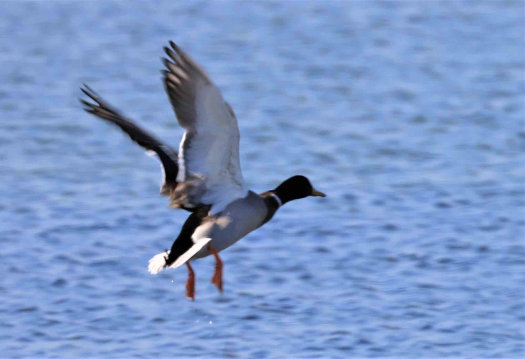 Mallard