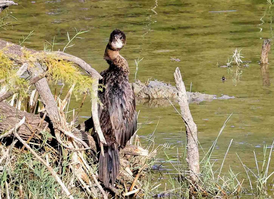 Pygmy Cormorant