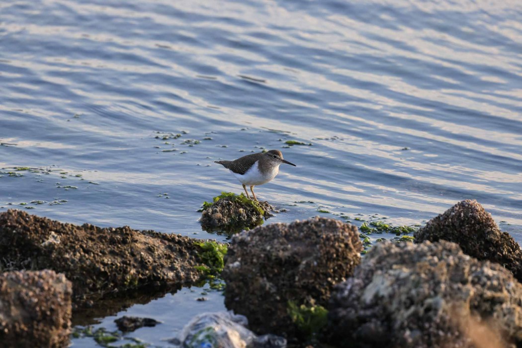 Common Sandpiper