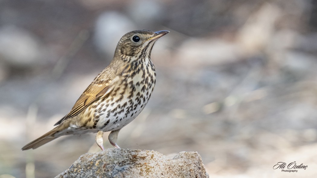 Song Thrush