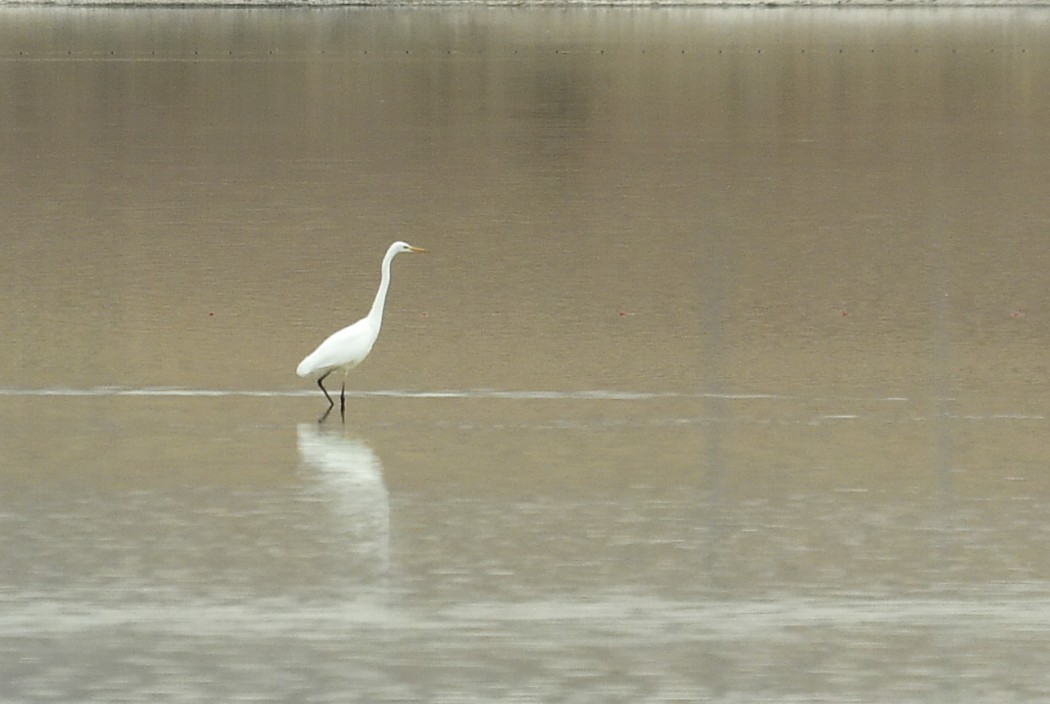 Great Egret