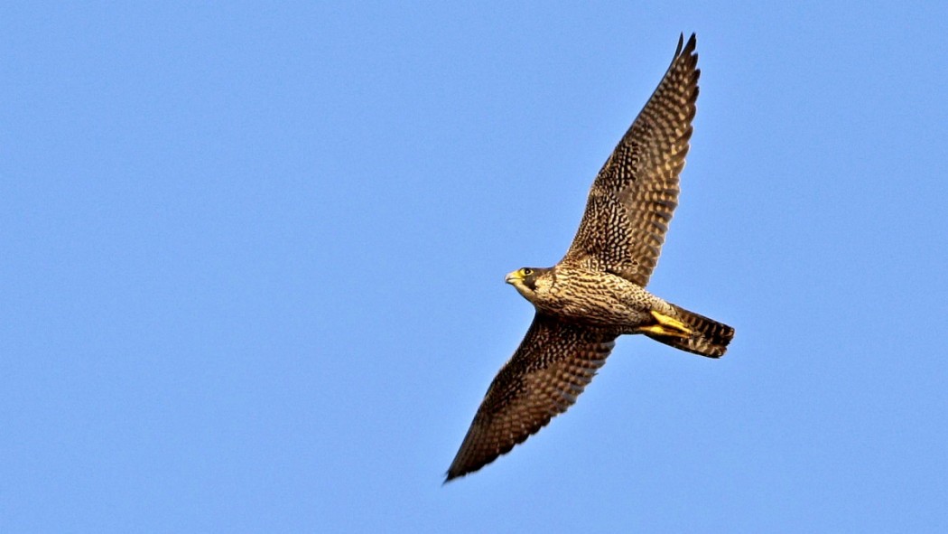Peregrine Falcon