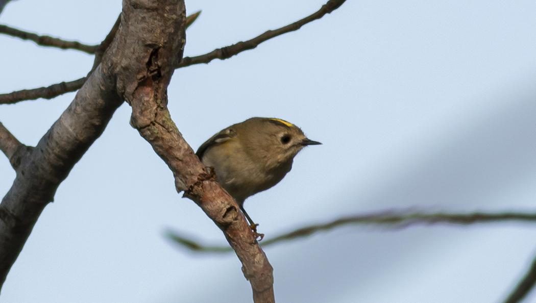 Goldcrest