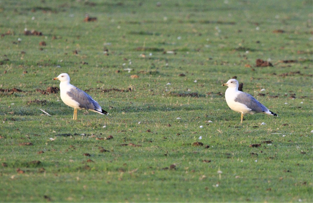 Yellow-legged Gull