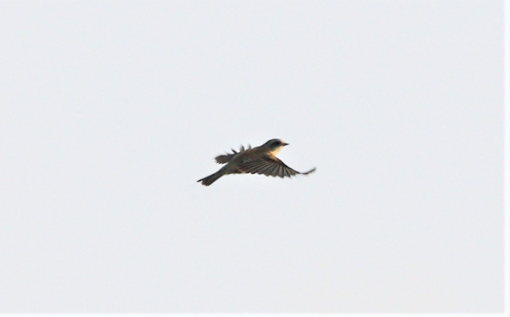 Eurasian Penduline Tit