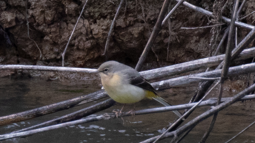 Grey Wagtail