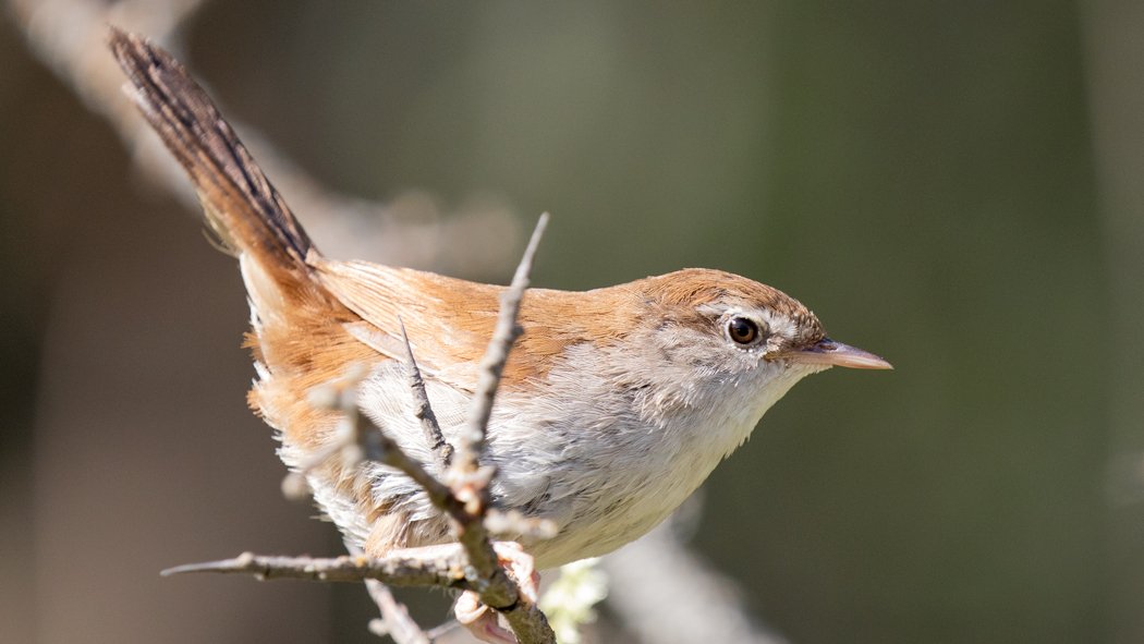 Cetti`s Warbler