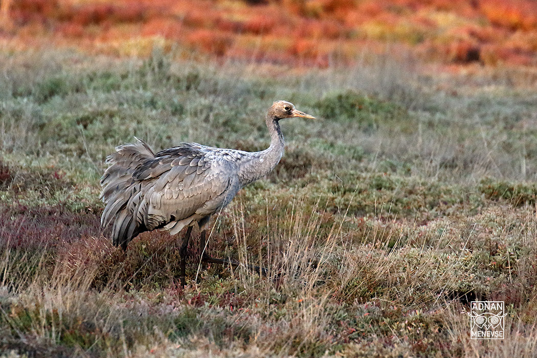 Common Crane