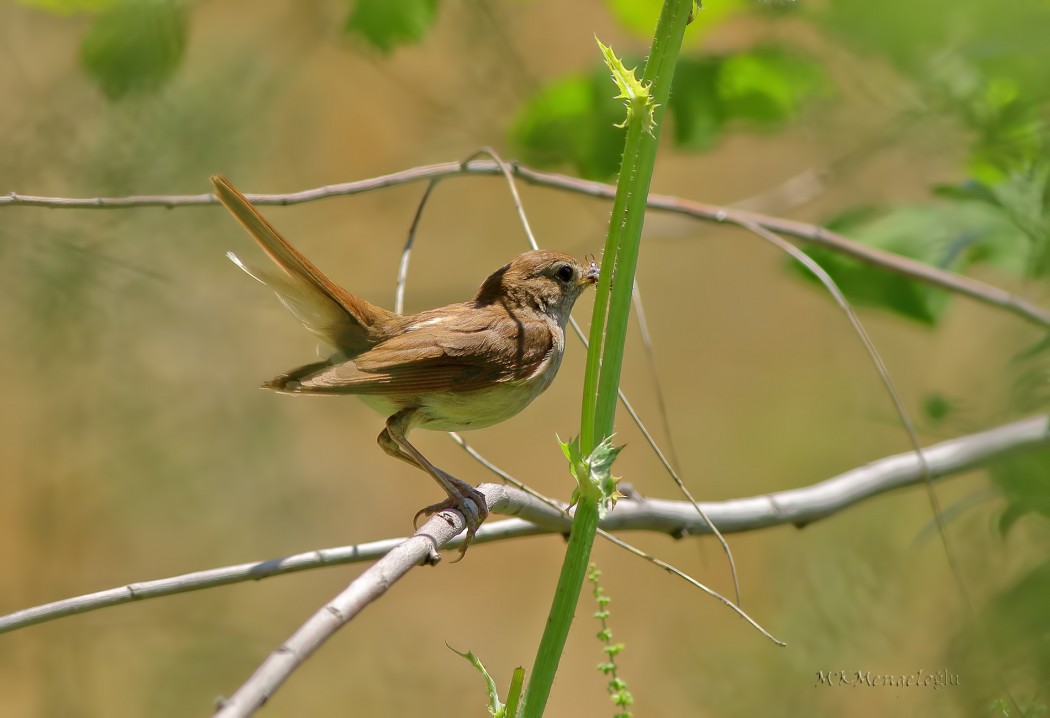 Common Nightingale