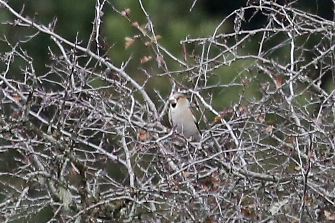 Hawfinch