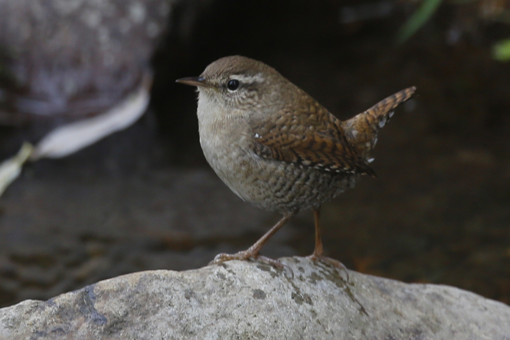 Eurasian Wren