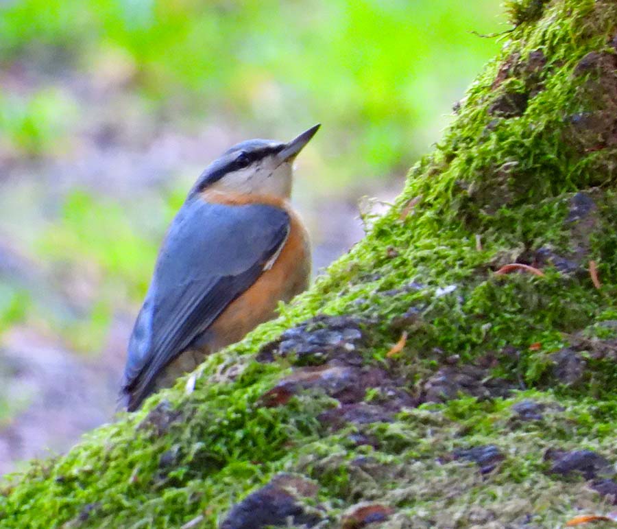 Eurasian Nuthatch