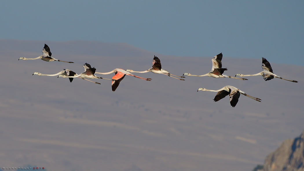Greater Flamingo