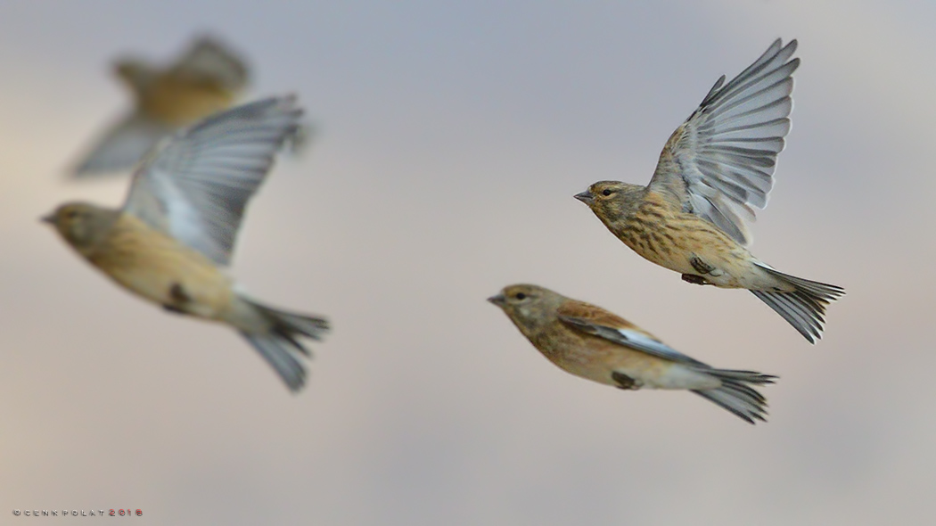 Common Linnet
