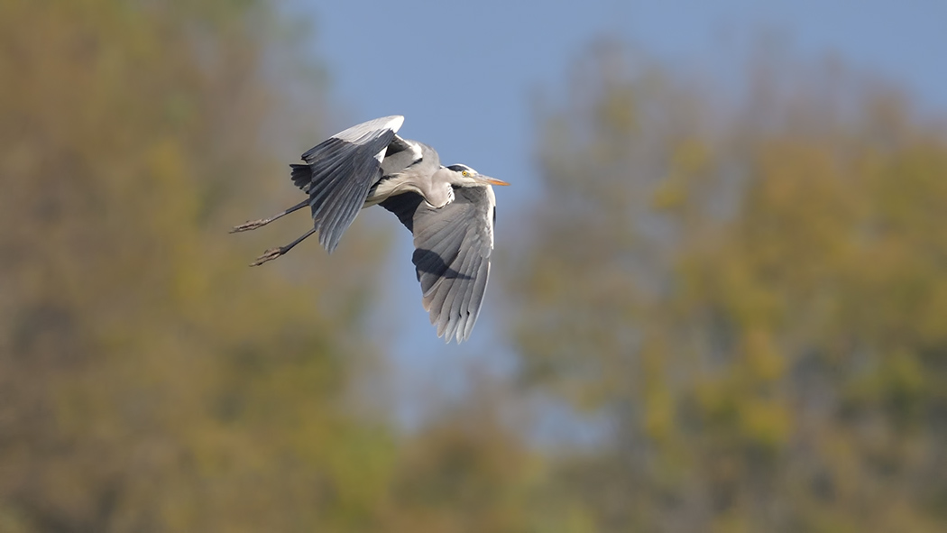 Grey Heron
