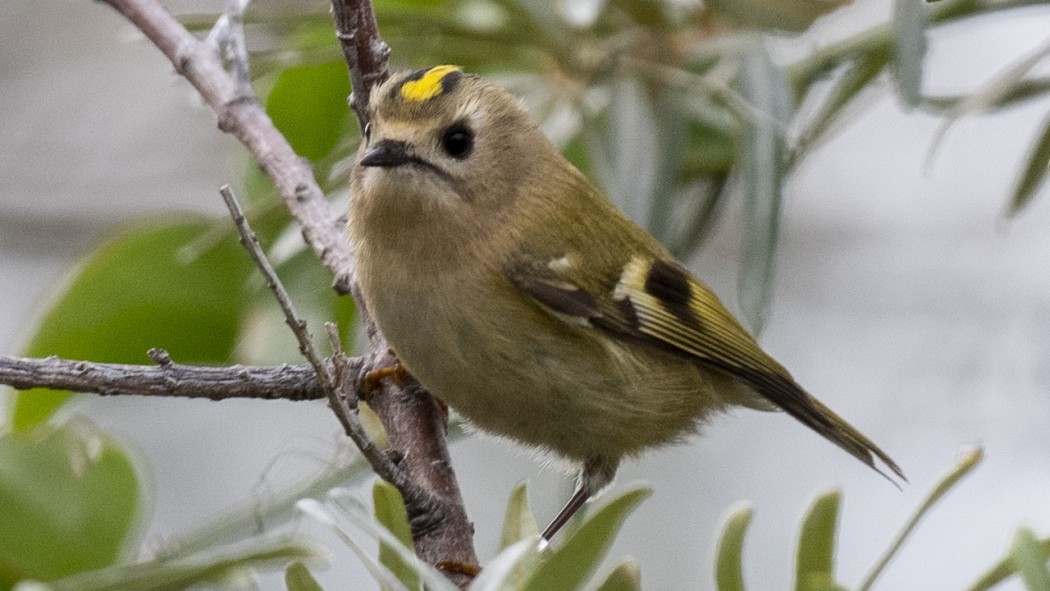 Goldcrest