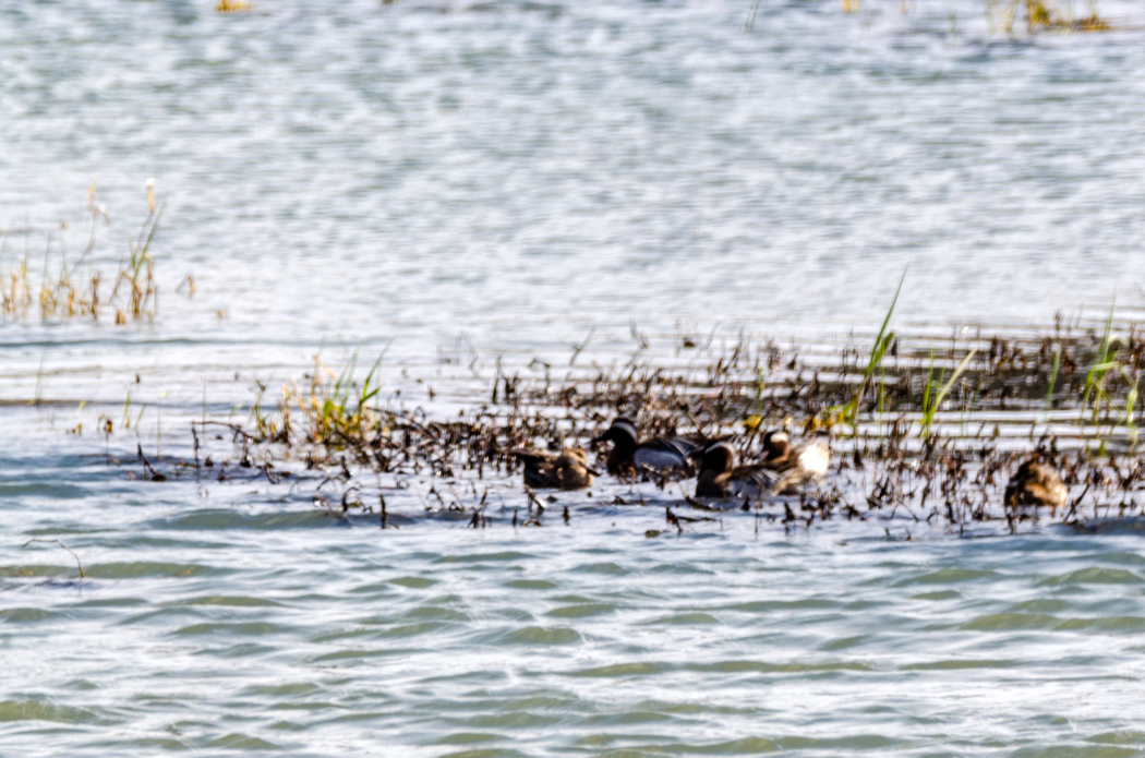 Garganey
