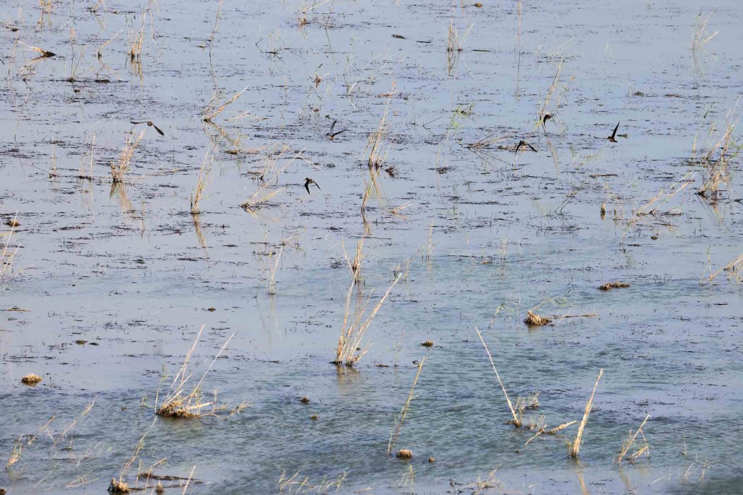 Common Snipe