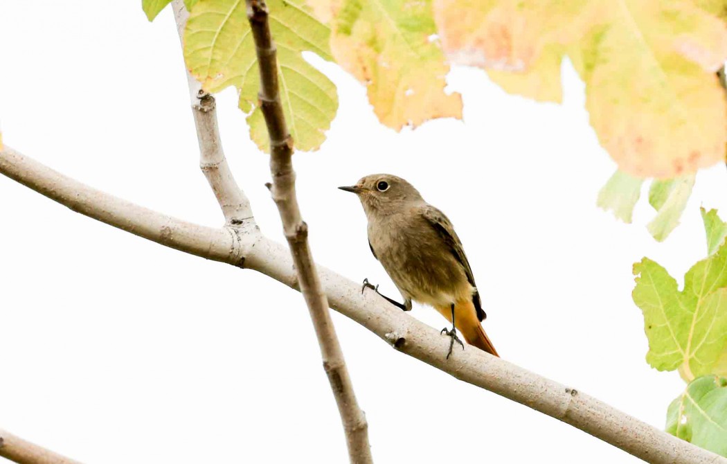 Black Redstart