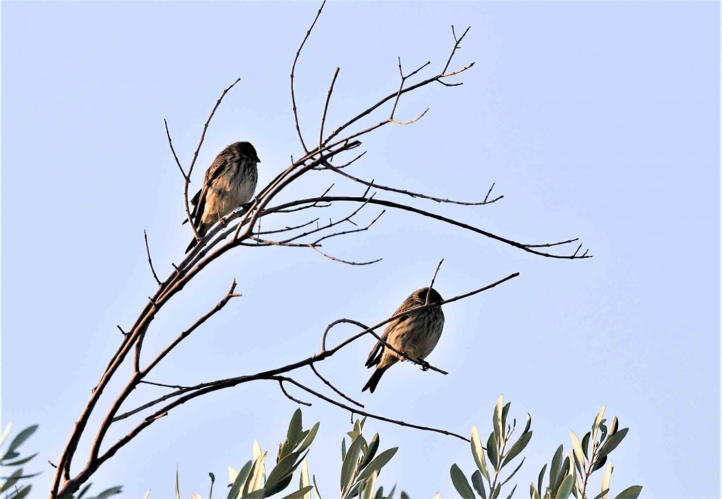 European Serin