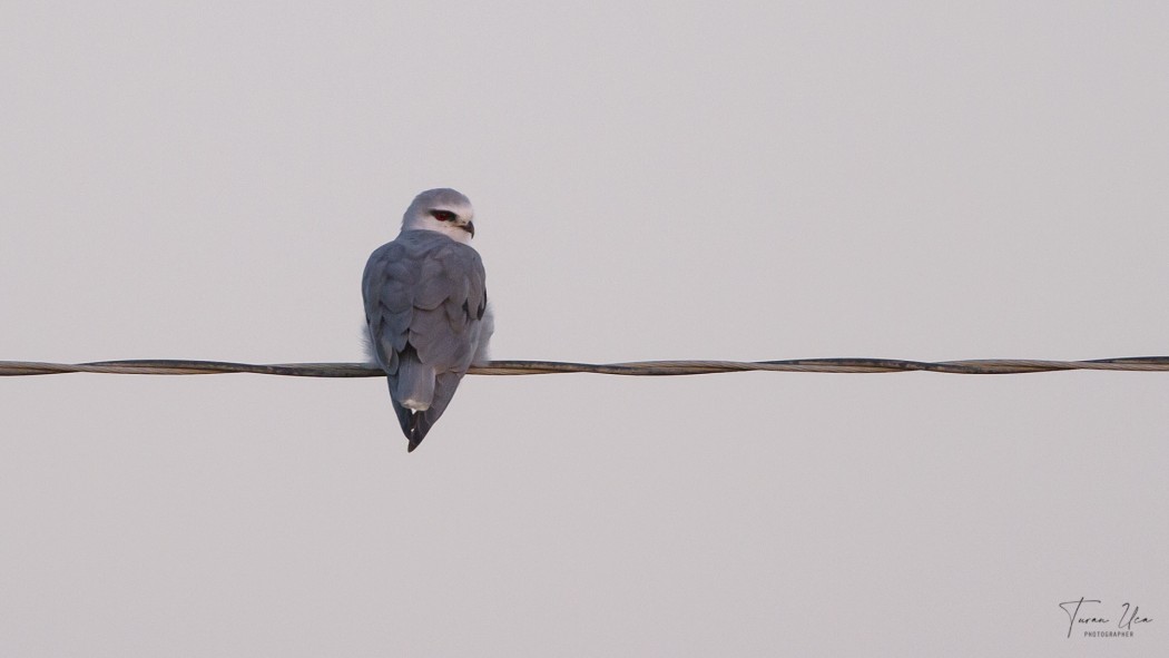 Black-winged Kite