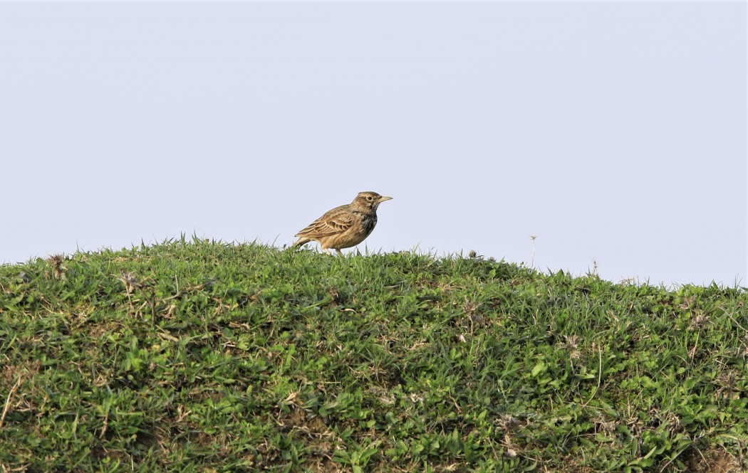 Crested Lark