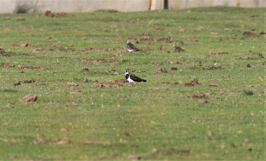 Northern Lapwing