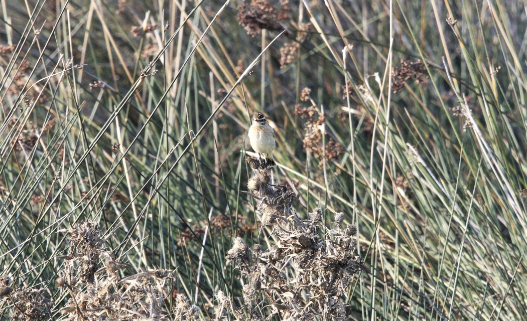 Whinchat