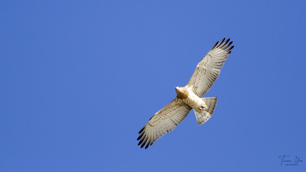 Short-toed Snake Eagle