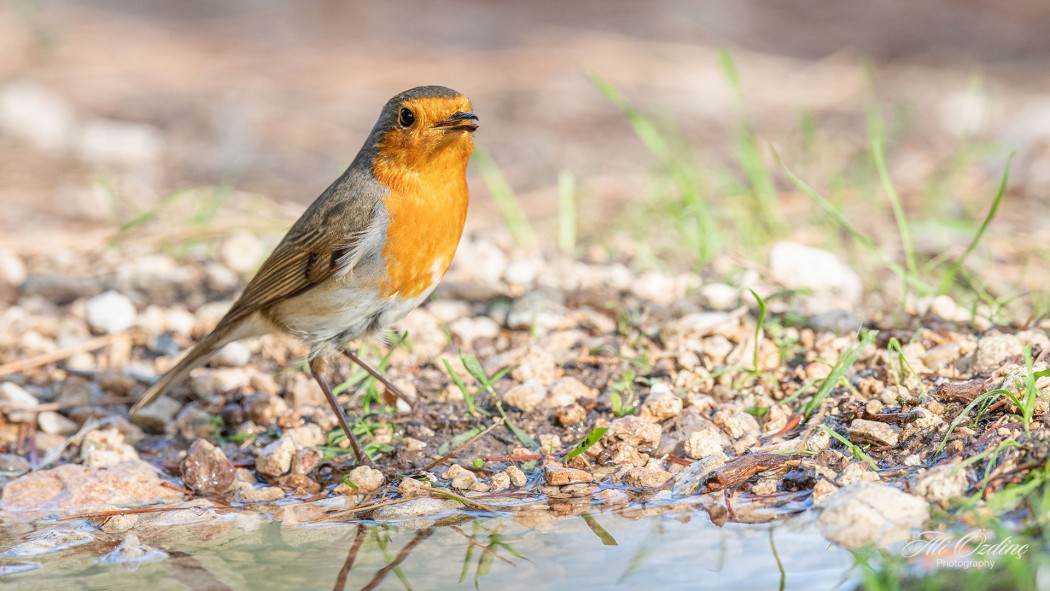 European Robin