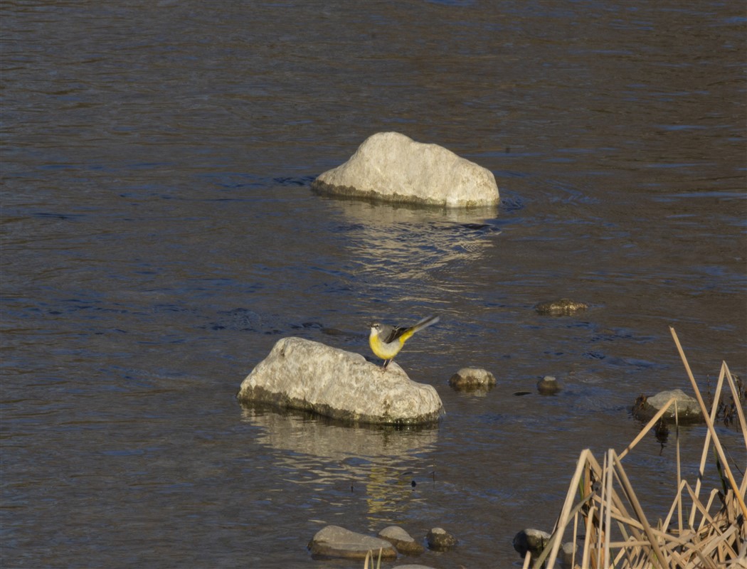 Grey Wagtail