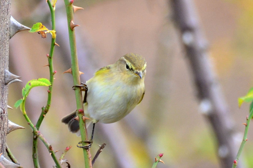 Common Chiffchaff