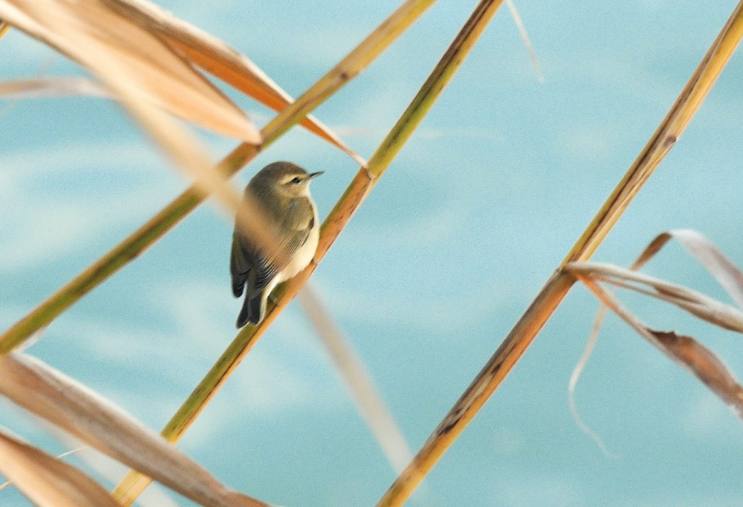 Common Chiffchaff