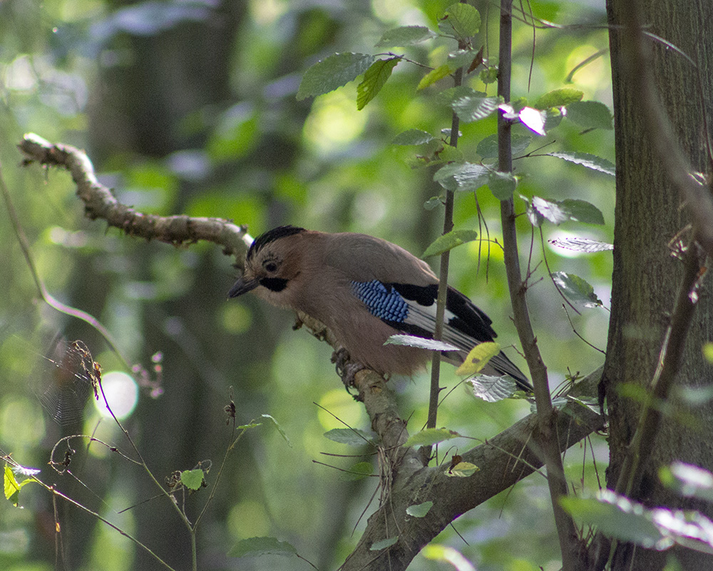 Eurasian Jay