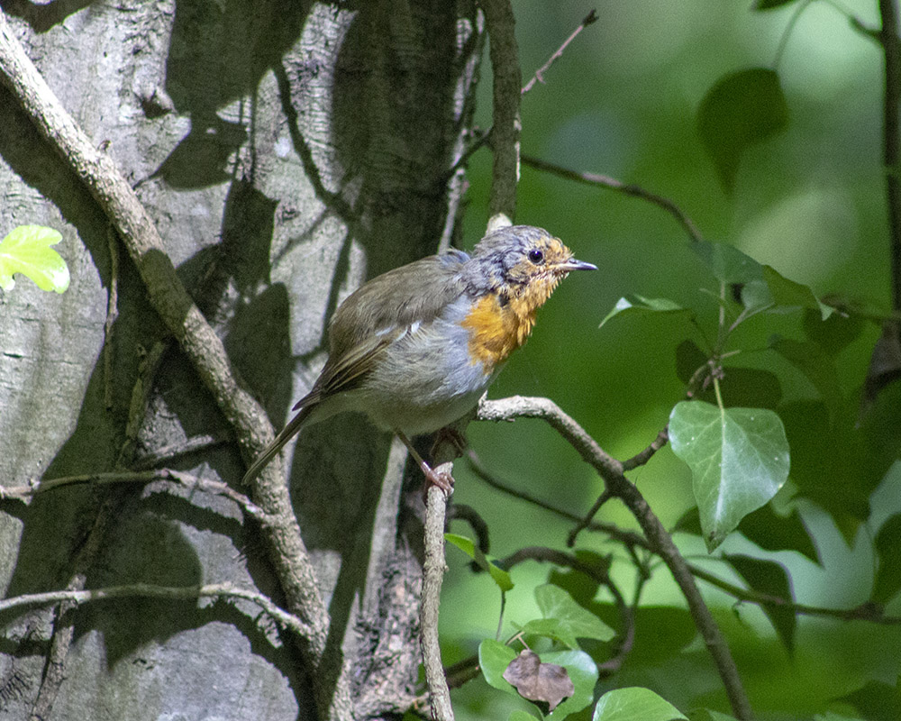 European Robin