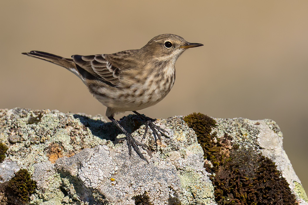 Water Pipit