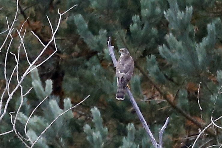 Eurasian Sparrowhawk