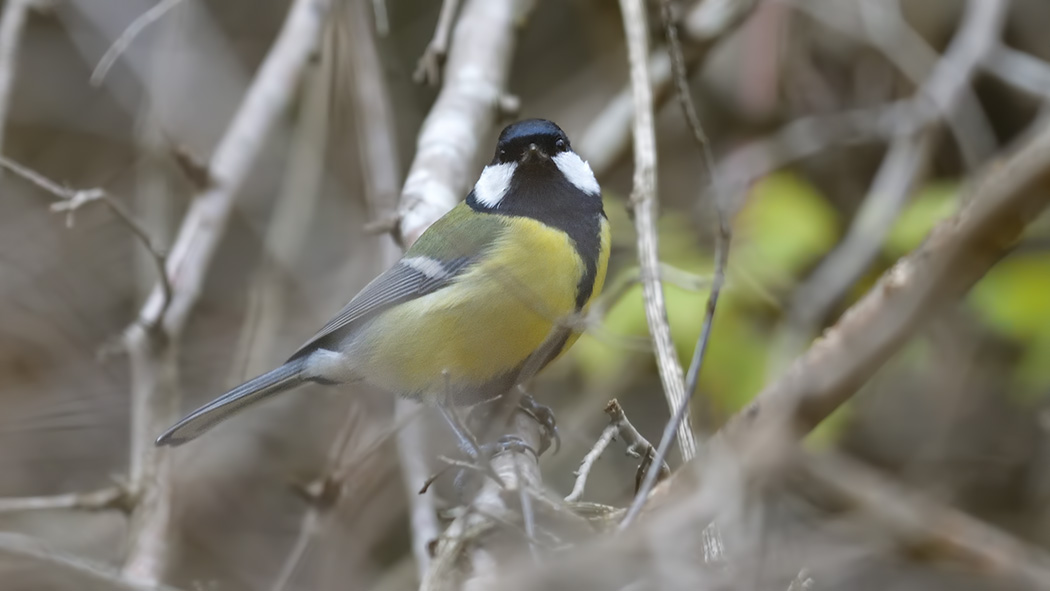 Great Tit