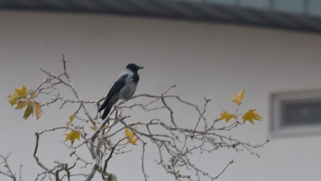 Hooded Crow