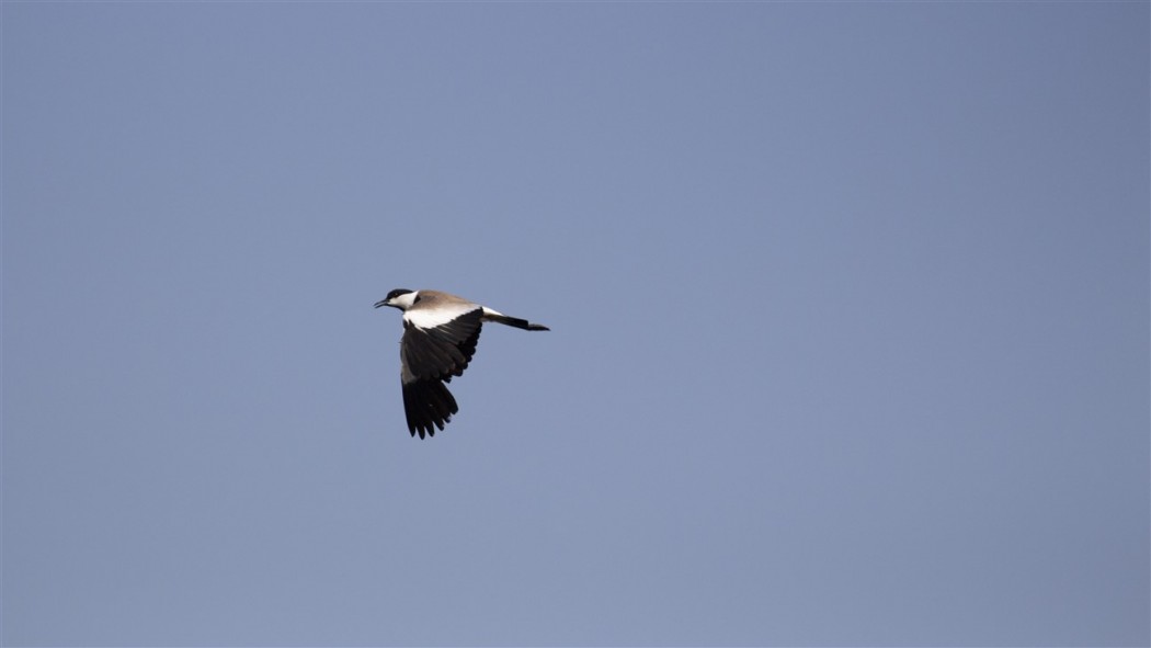 Spur-winged Lapwing