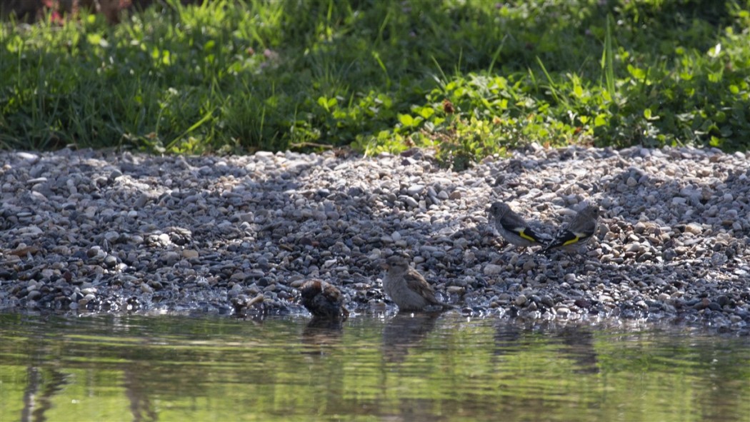 House Sparrow